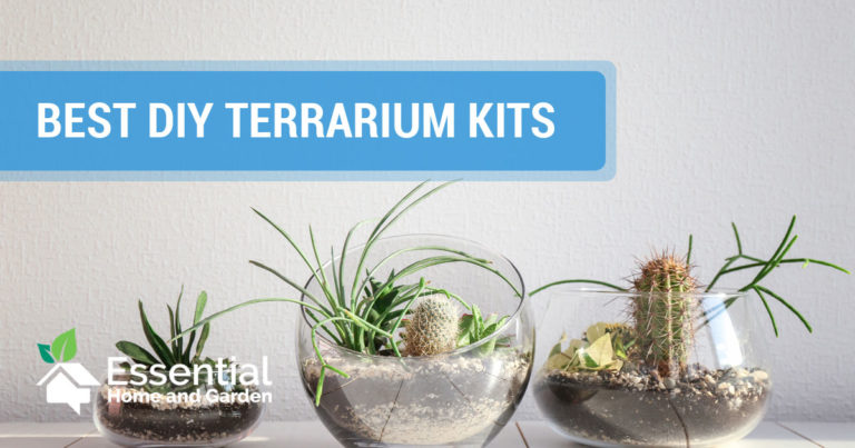 best diy terrarium kits
