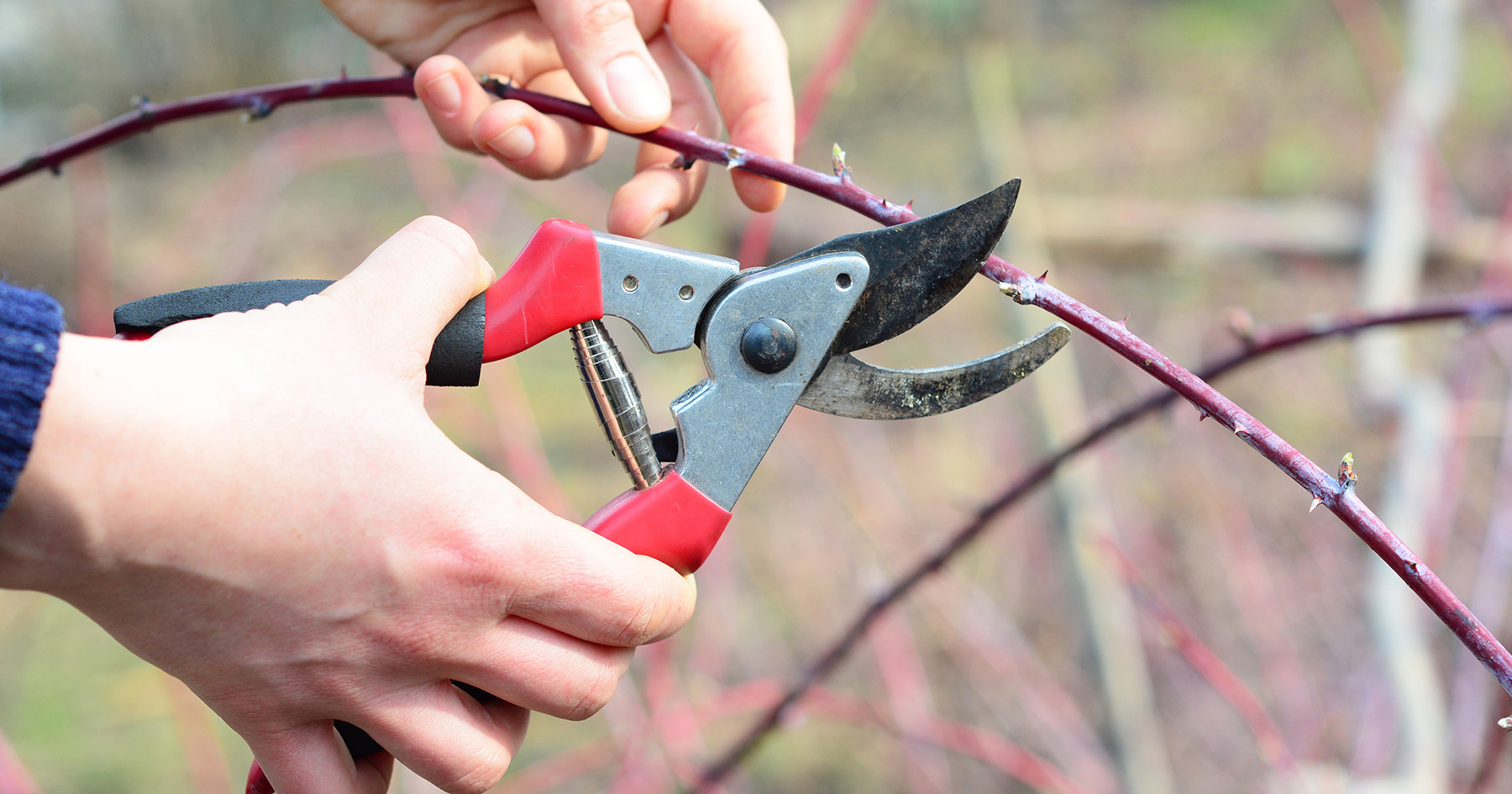 A person cutting a branch with a pair of pruning shears