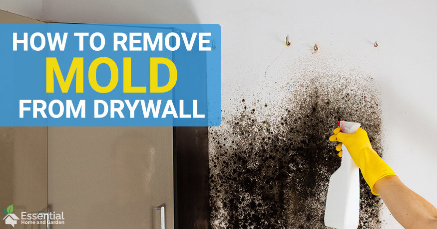 How To Remove Mold From Drywall Painted And Unpainted - Best Way To Remove Black Mould From Bathroom Ceiling