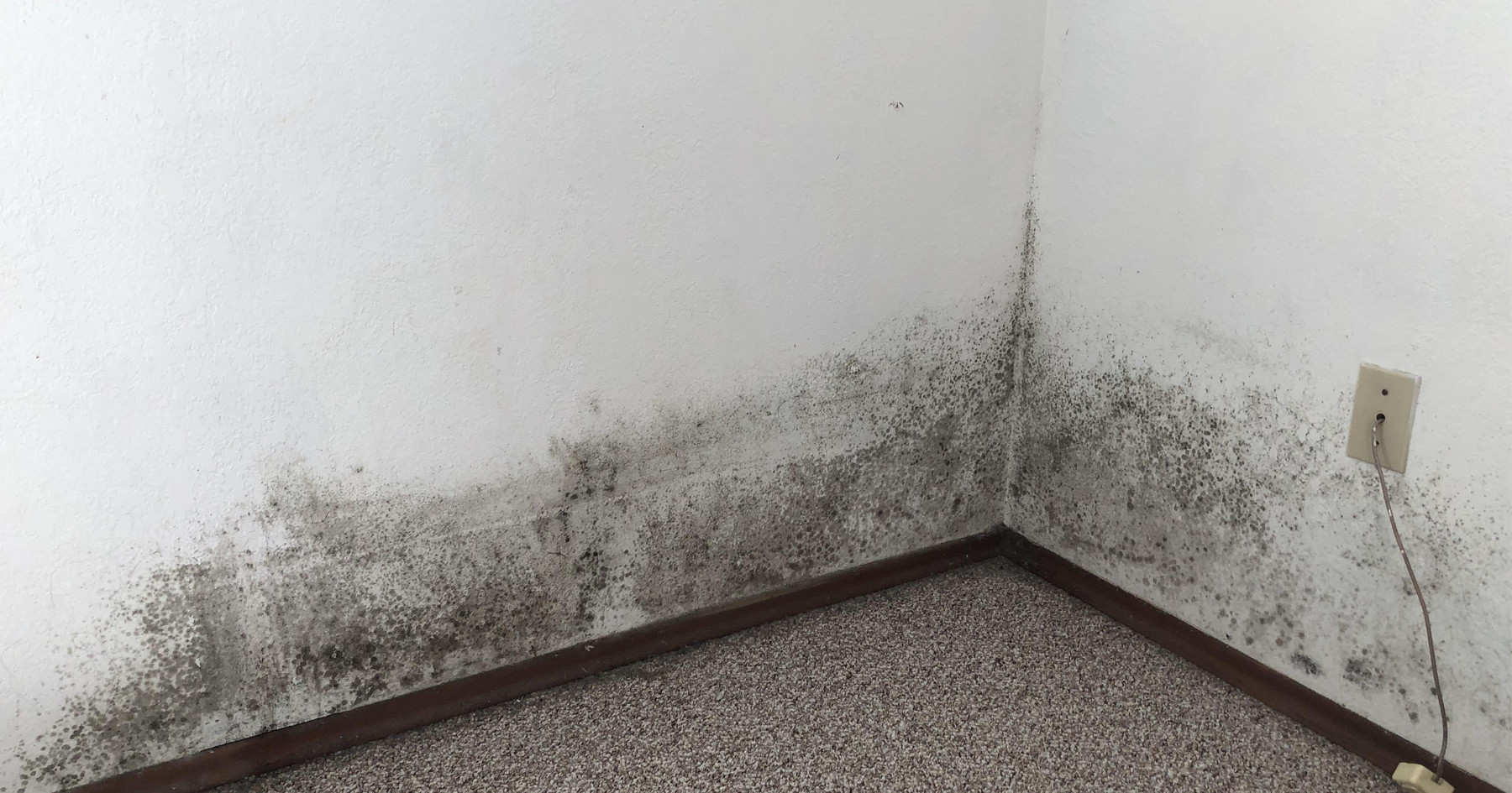 A room with mold on the wall and floor.