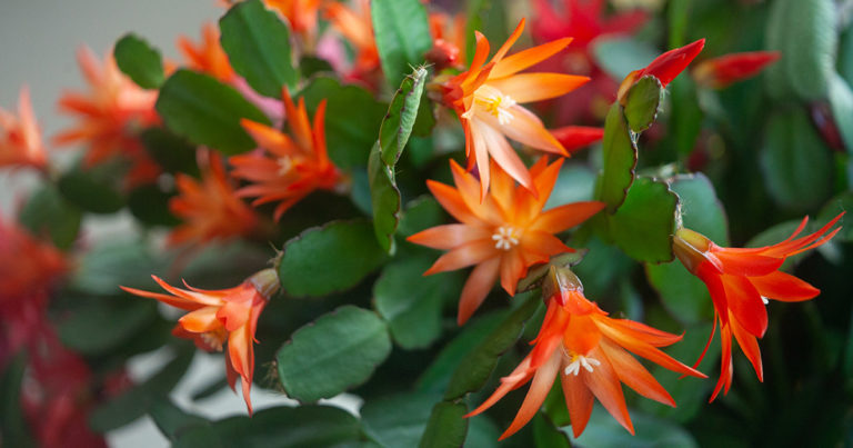 how to get christmas cactus to bloom