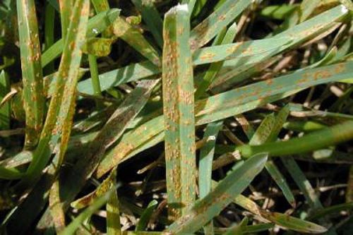 Lawn Disease Identification Chart Australia