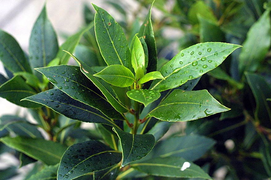 bay leaves as a natural roach repellent