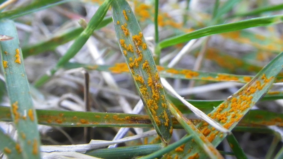 orange grass