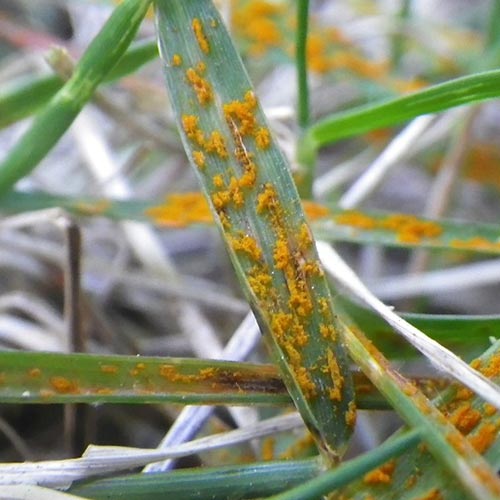 how to treat lawn rust