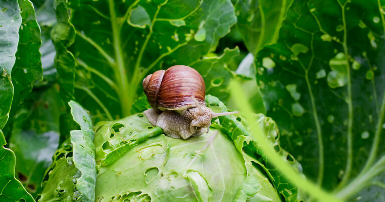 snail on a lettuce