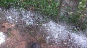 Use Diatomaceous Earth To Kill Spiders Naturally
