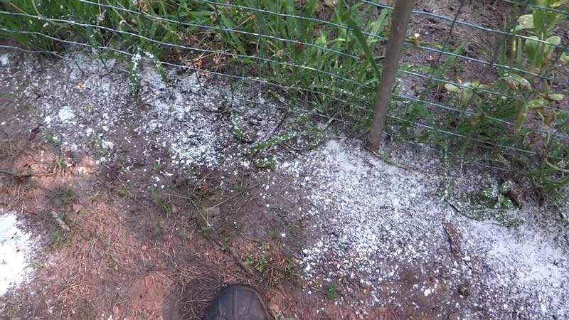 kill ants naturally with diatomaceous earth