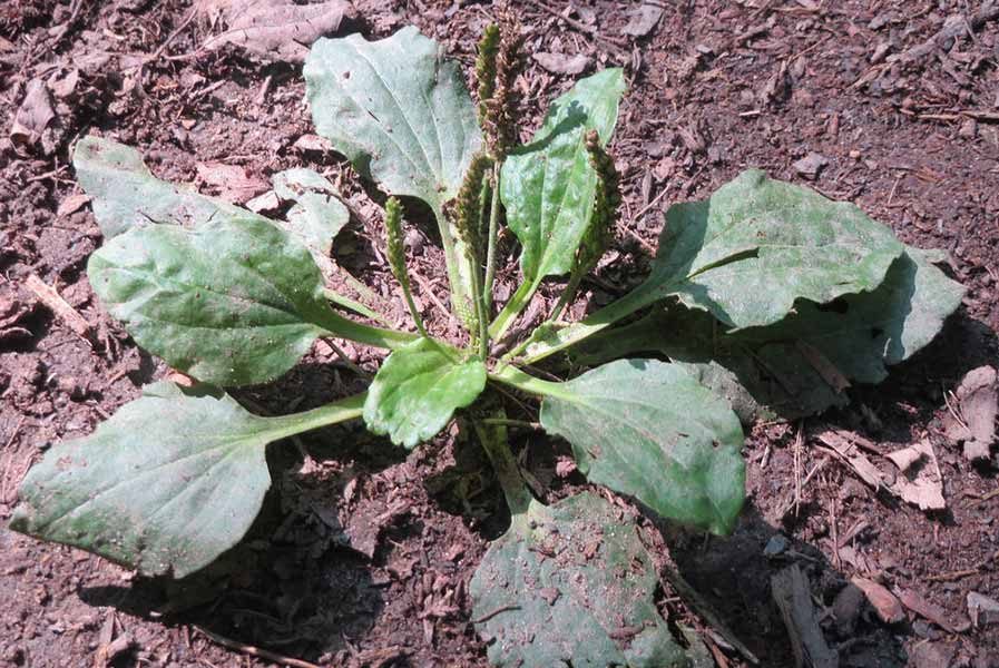 Common Plantain contain moisturizing mucilage