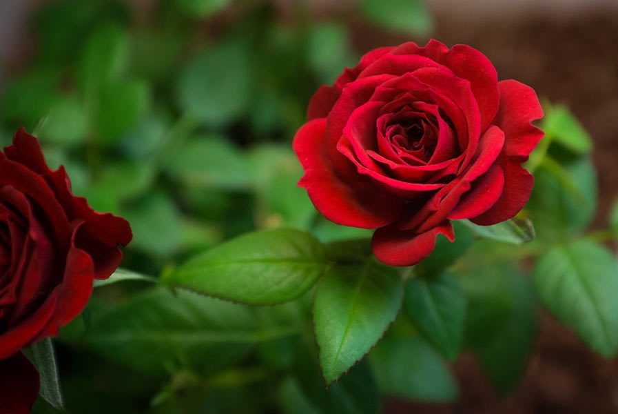 roses anti aging properties