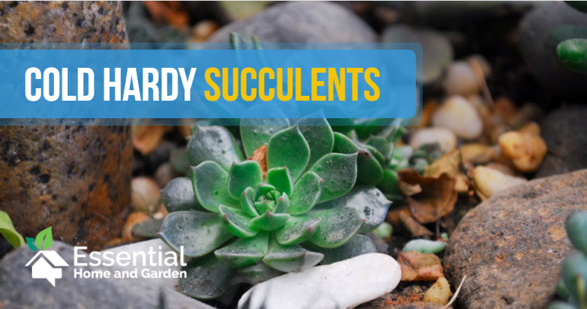 hardy succulents