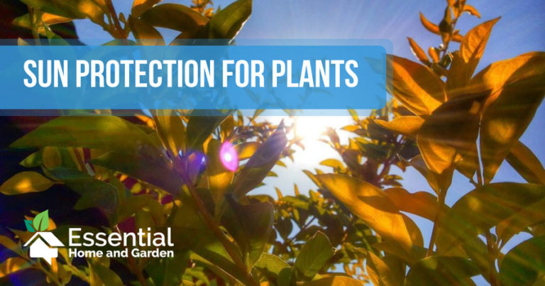 sun protection for plants