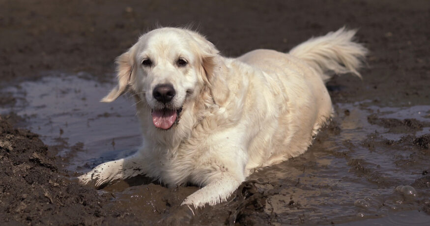 dog playing in dirty and muddy backyard