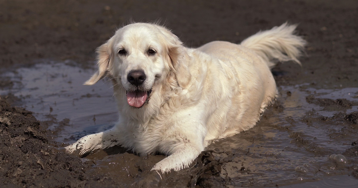 Muddy Dog Yard Solutions: 5 Solutions Worth Considering