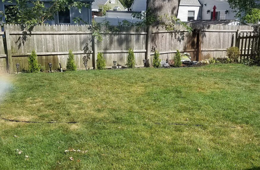 grub damage on lawn