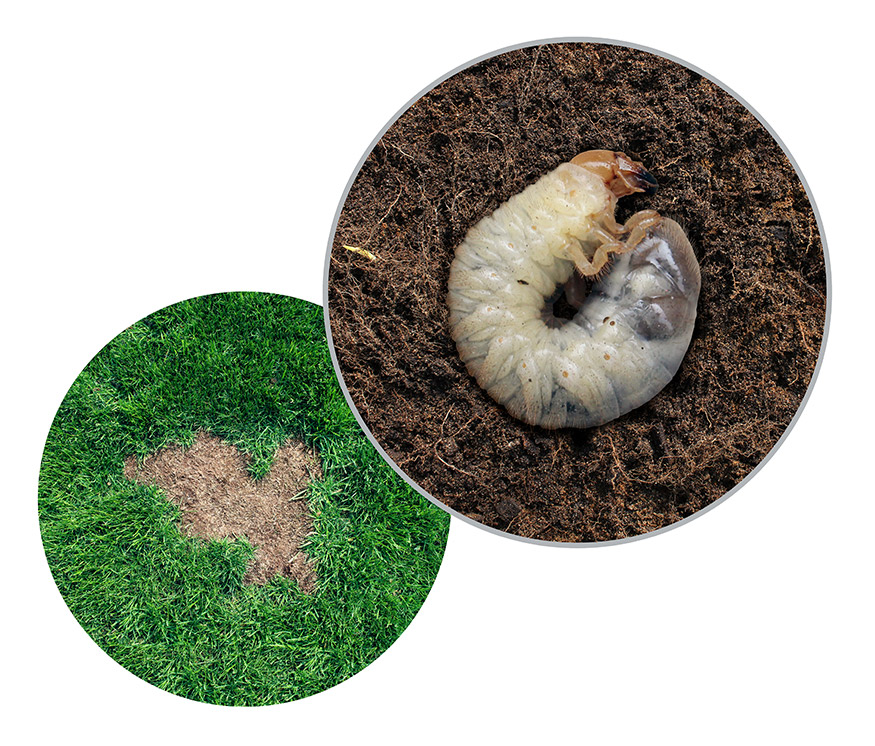 grub damage on lawn