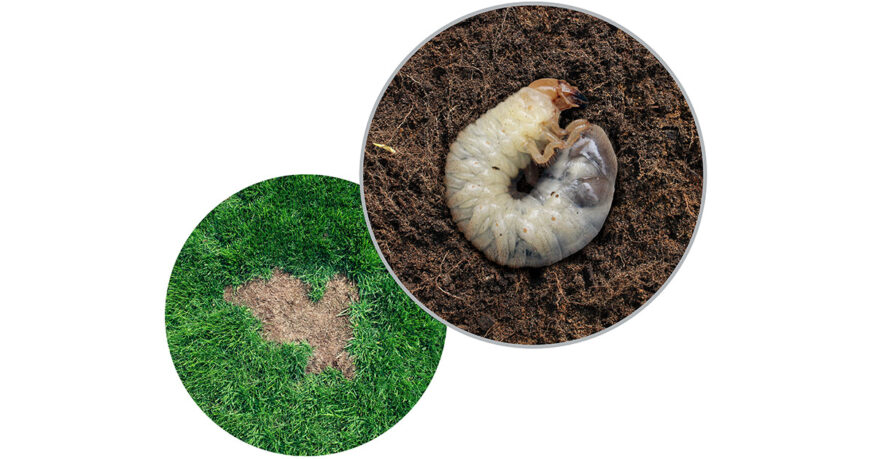 how to get rid of lawn grubs