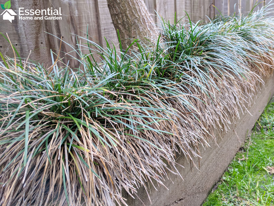 photo of Ophiogogon Japanicus, a type of Mondo Grass