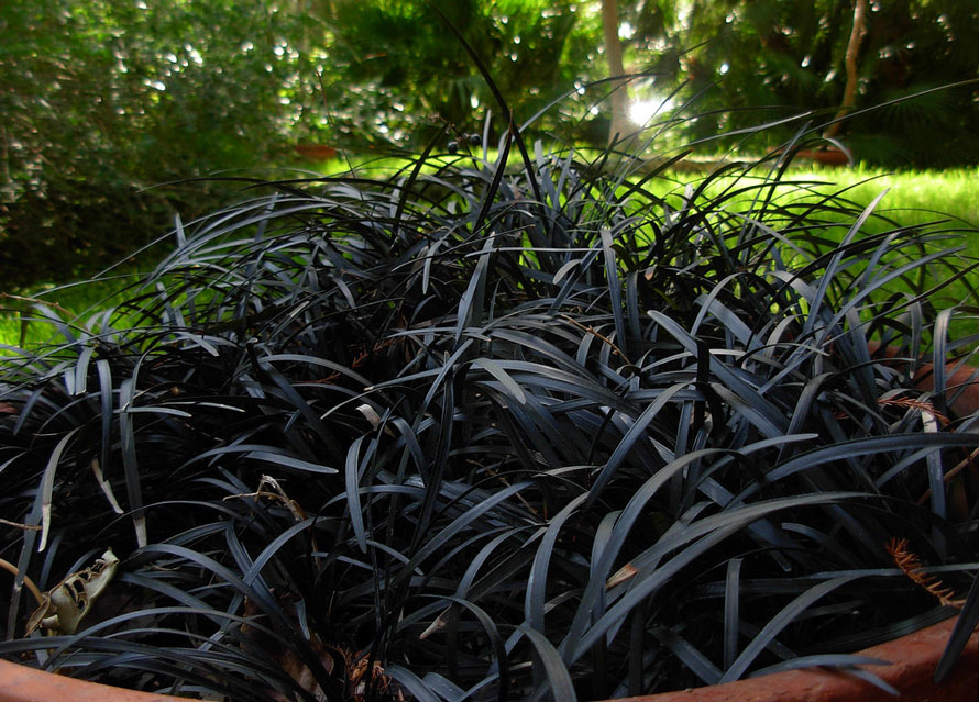 photo of black mondo grass