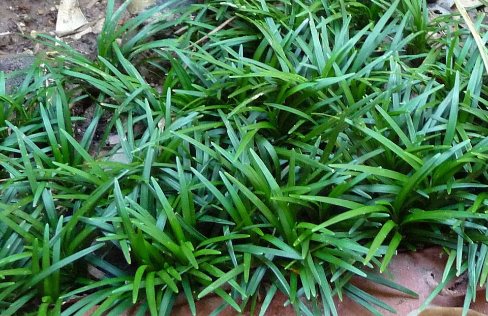 photo of a dwarf mondo grass