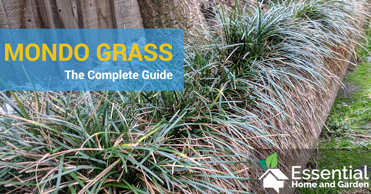 Mondo Grass How To Grow It How To Care For It And More