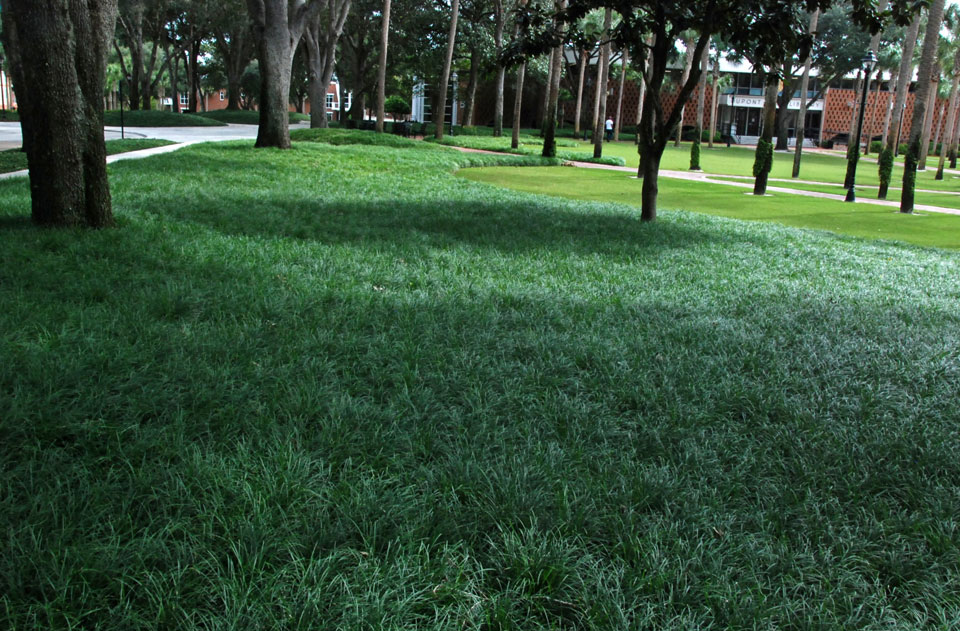 monkey grass berries poisonous to dogs