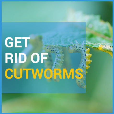 how to kill cutworms