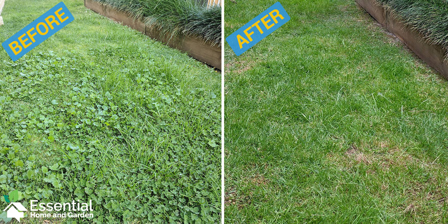 weed and feed results