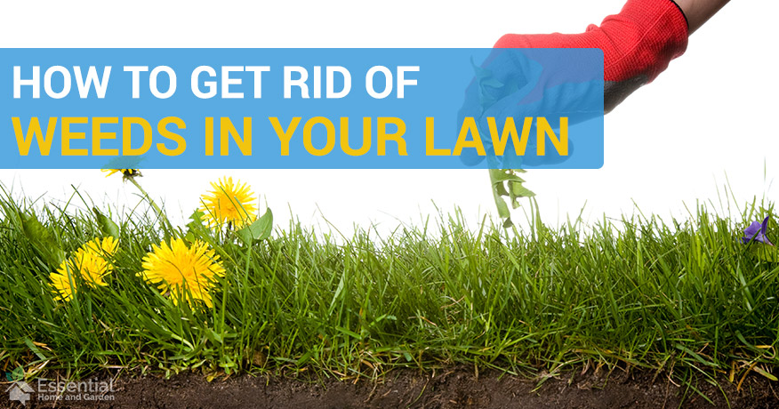 16 Ways To Get Rid Of Weeds In Your Lawn