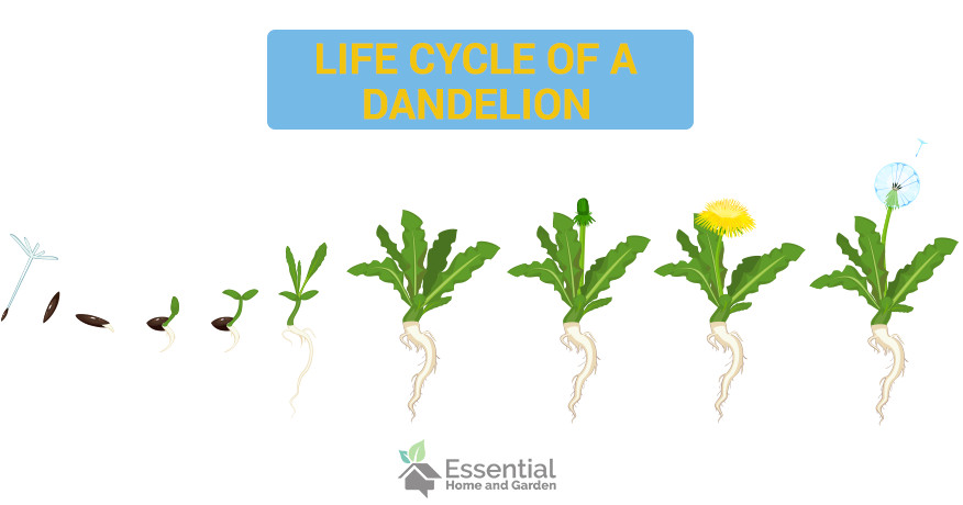 life cycle of a dandelion