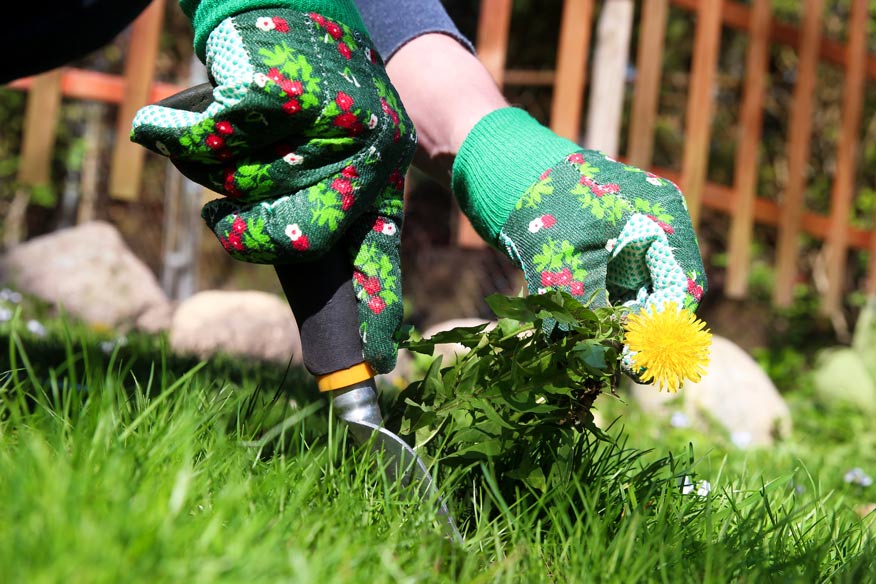how to get rid of dandelions naturally