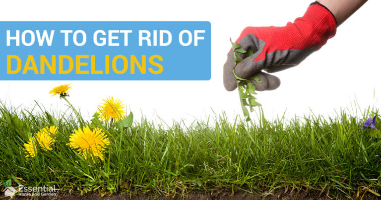 how to get rid of dandelions