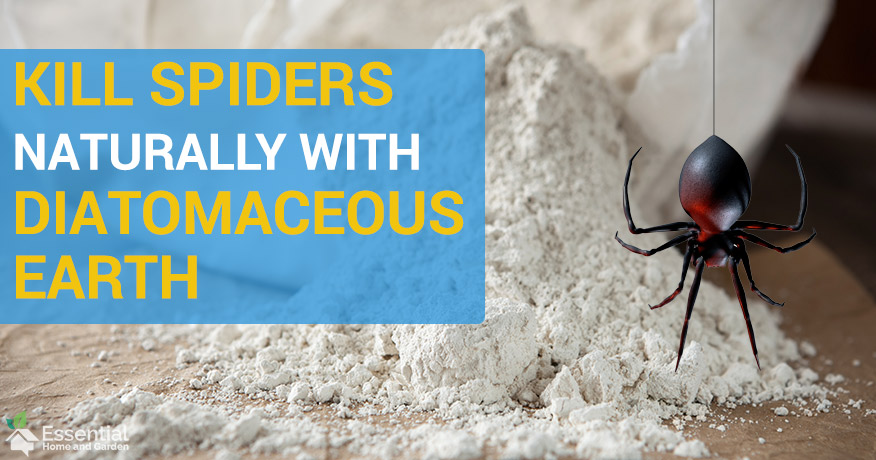 does diatomaceous earth kill spiders