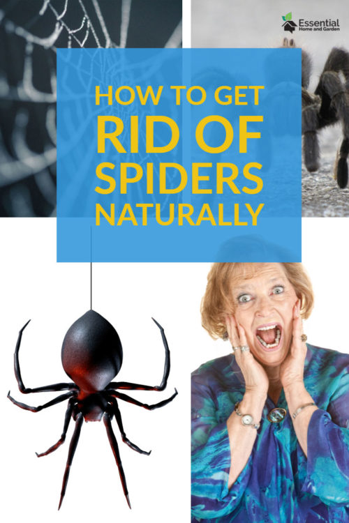 Use Diatomaceous Earth To Kill Spiders Naturally