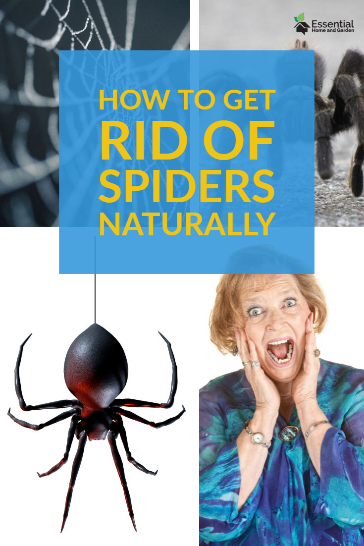 kill spiders naturally