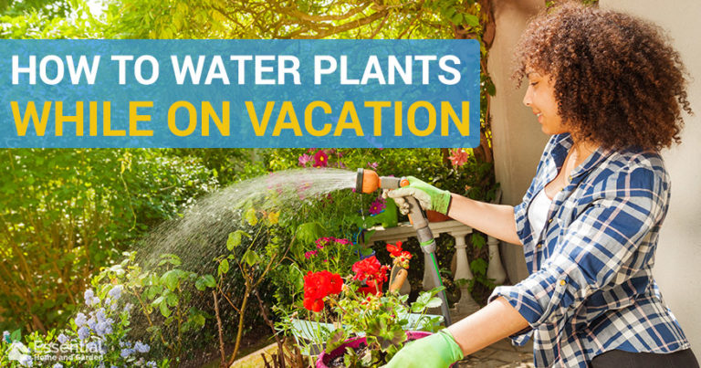 water plants while on vacation
