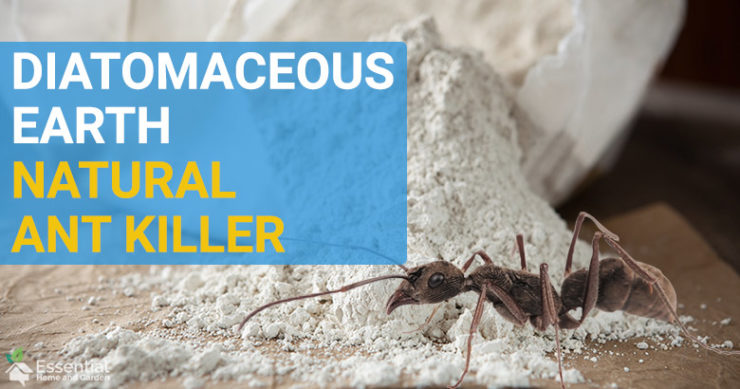 does diatomaceous earth kill ants