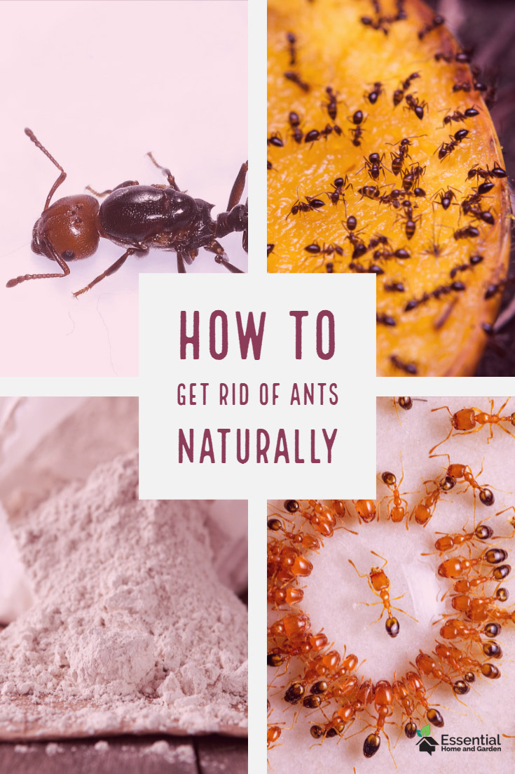 how to get rid of ants naturally