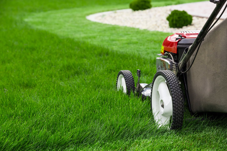 revive dead grass by mowing the lawn