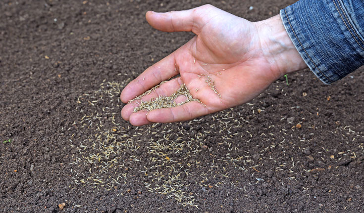 plantando semillas de césped