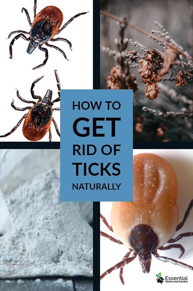 Kill Ticks Naturally With Diatomaceous Earth Essential Home And Garden