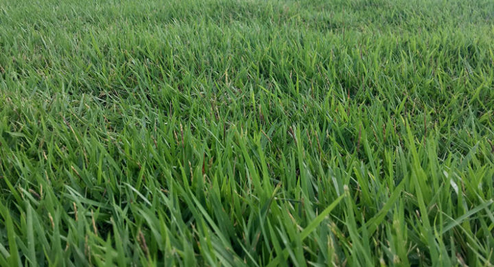 Choosing The Best Grass For Southern California - Essential Home and Garden