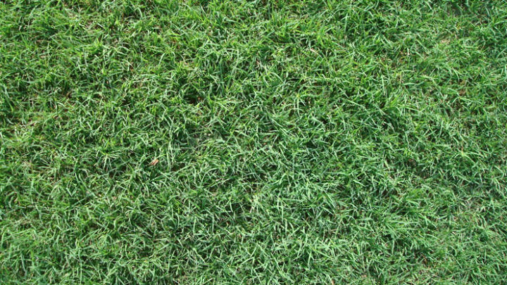 bermuda grass for southern california