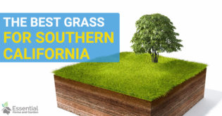 best grass for southern California