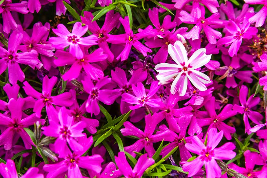 Creeping Phlox Phlox stolonifera