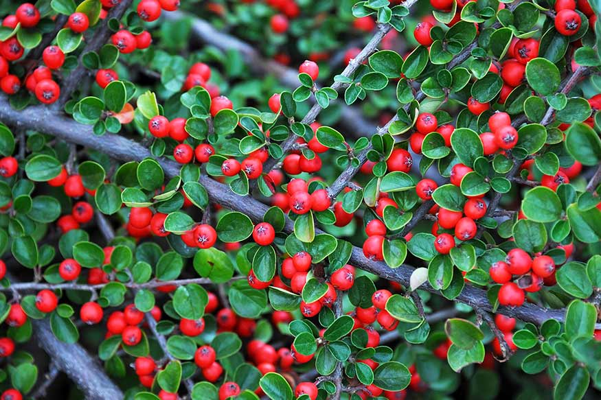 Rockspray Cotoneaster (Cotoneaster Horizontalis)