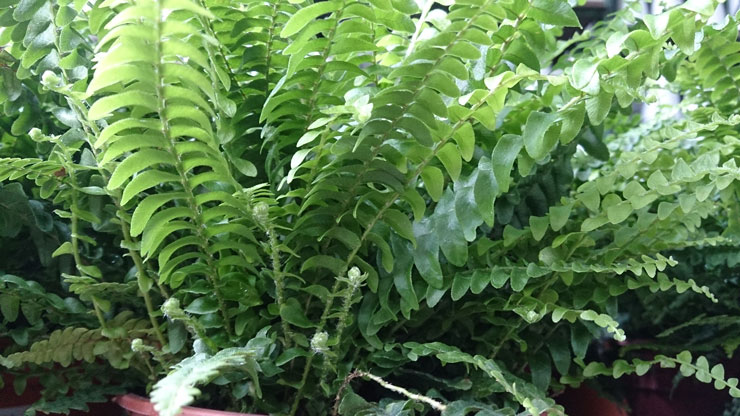 Boston Fern