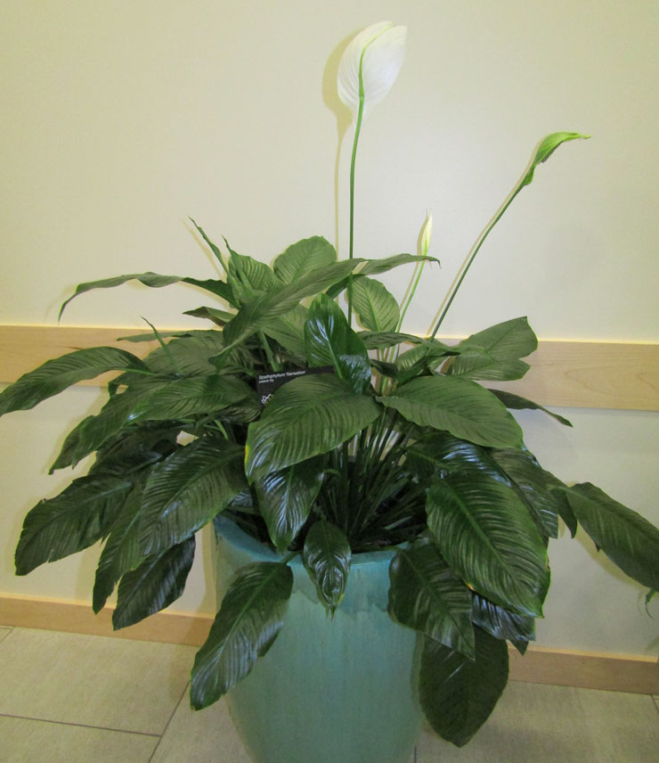 peace lily