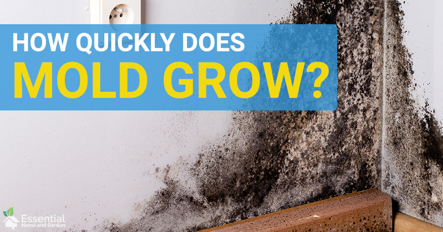 how long does mold take to grow