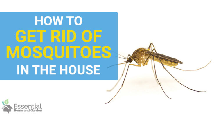 how to get rid of mosquitos in the house